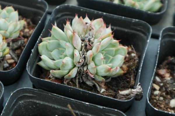 这十种多肉，小孩都能养活！