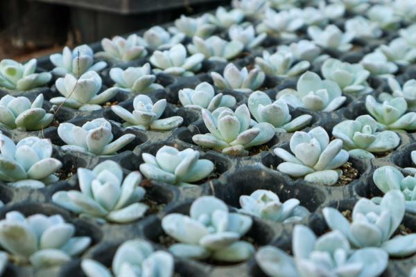 不只绿萝吊兰可以吊着养！这10种多肉吊起来简直美爆了...