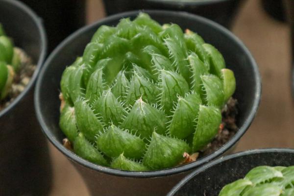 玉露的常见品种介绍