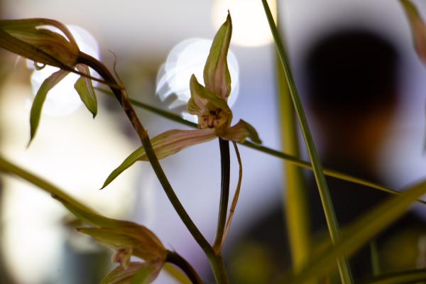 兰花养护注意事项