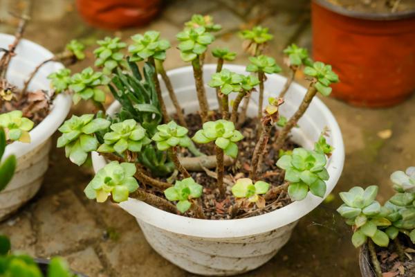 这些多肉都胖成个球，10万个人里才养出这么一个！