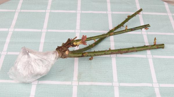 薄荷上盆的时候要选择深盆还是浅盆