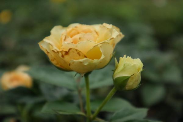 花期最长的10种月季,种一棵赏大半年