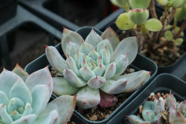 这些养多肉的人都疯了,小心会传染