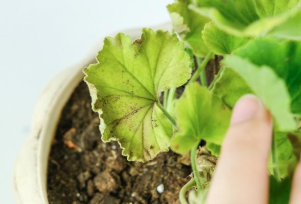 30款天竺葵，美过欧月，赛过牡丹！