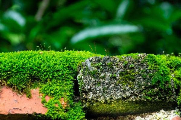 苔藓是什么