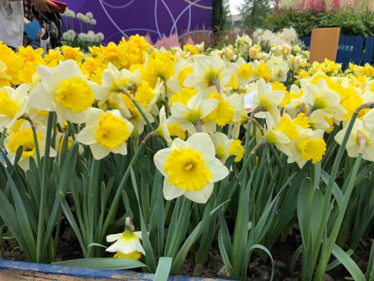 洋水仙的养殖方法和注意事项