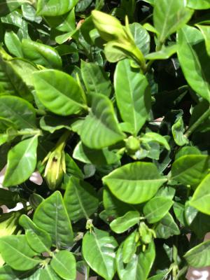 栀子花不好养?那是你没试过这四招