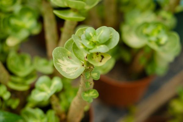 金钱木的养殖方法和注意事项