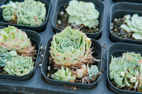 多肉你如此善变,我都快不认识了