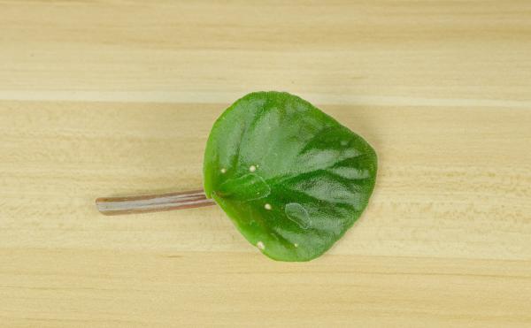 非洲堇什么时候开花