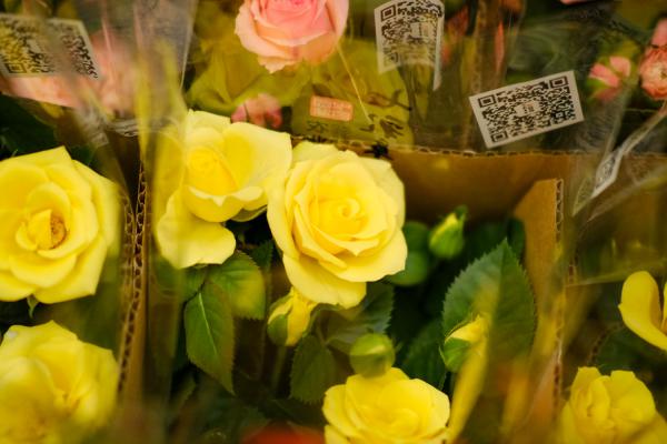 别再迷恋欧月，咱中国的古老月季，快绝种了