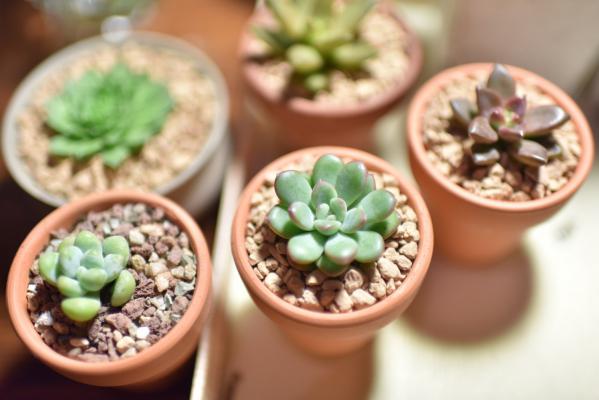 多肉开花,十分惊艳,可是要怎么养呢