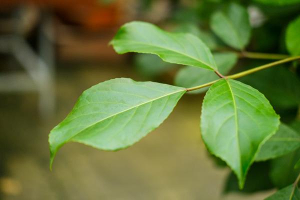 指尖上的盆景,养好了比兰花还值钱