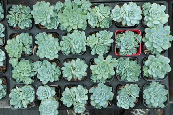 为了养多肉，我豁出去半条命