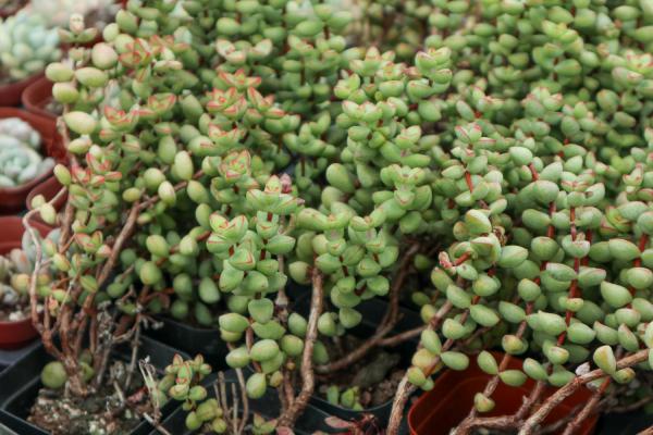 开花即死的多肉植物