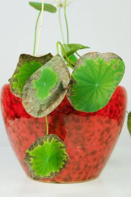 家里养碗莲，鱼在花下游，简直美翻了