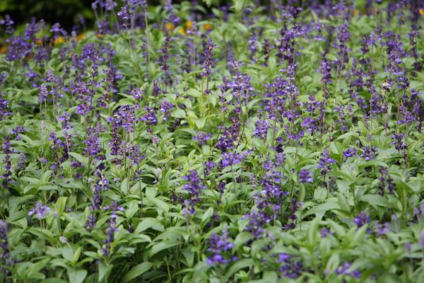 蓝花鼠尾草什么时候开花
