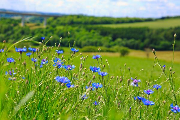 矢车菊什么时候开花