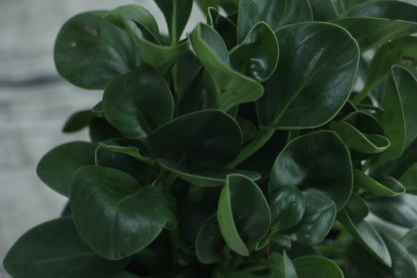 豆瓣绿用什么土