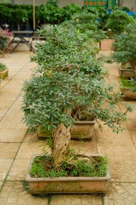 石榴花什么时候开花