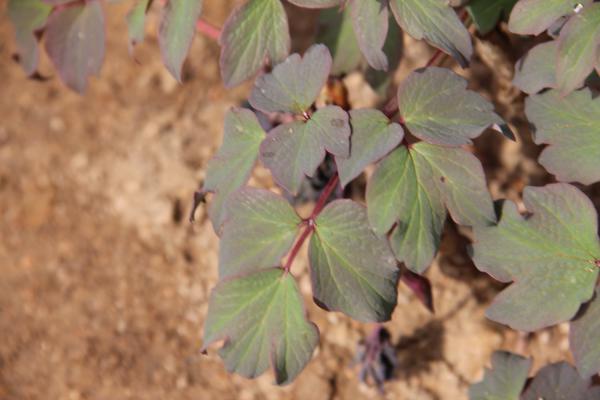 牡丹花有哪些花型