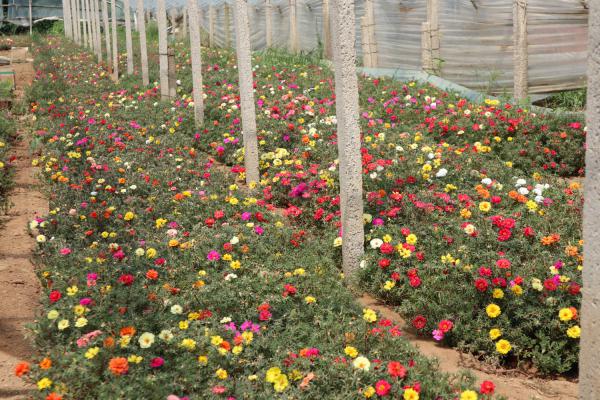 传说中死不了的花，3岁小孩都能养活