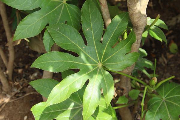 八角金盘的主要品种有哪些