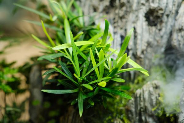 罗汉松会开花吗