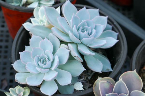 她用破铜烂铁养多肉,比你花钱买的美一万倍