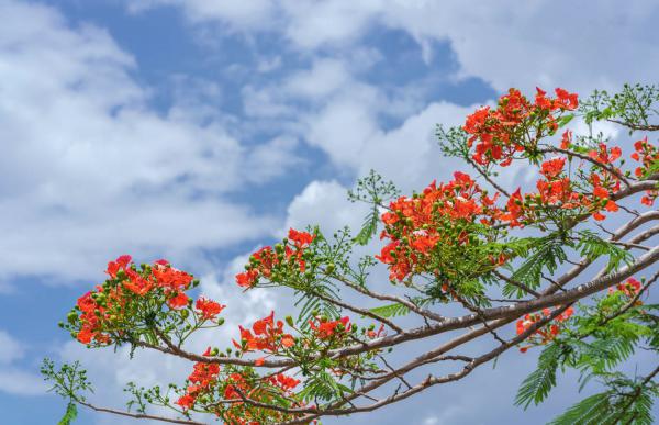 凤凰木什么时候开花