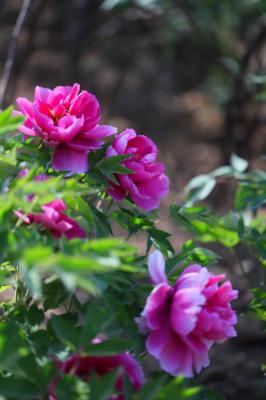 牡丹花盆景欣赏