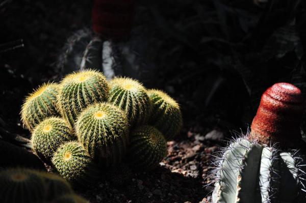 谁家的仙人球，怎么养得这么奇葩、不正经