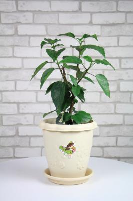 扶桑什么时候开花