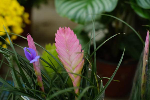 铁兰有哪些品种