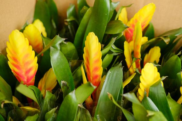 铁兰花的养殖方法