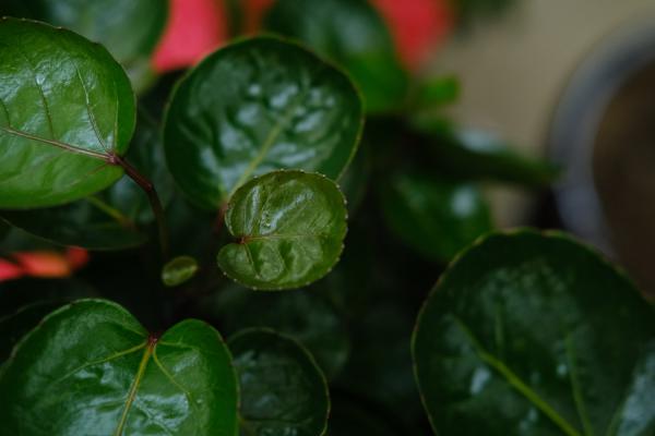 福禄桐的常见品种