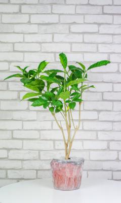 狗牙花什么时候开花