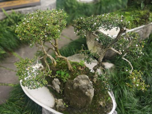 六月雪的常见品种