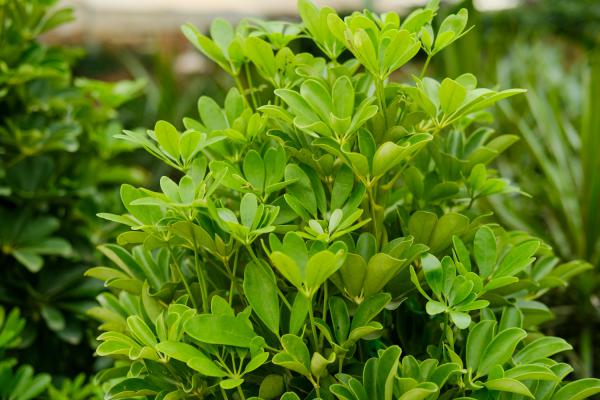 鸭脚木应该怎么摆放