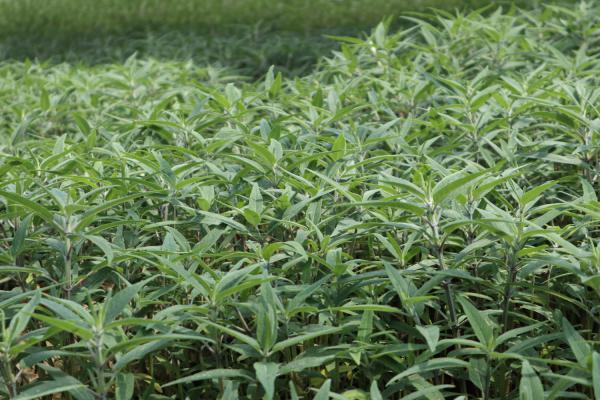 千屈菜什么时候开花