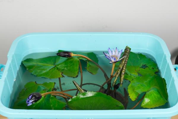 睡莲真的会睡觉吗