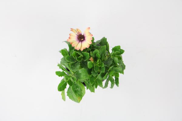 蓝目菊的播种方法