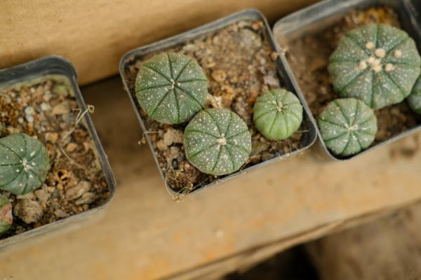 多肉植物星兜怎么养