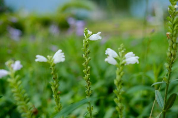 随意草的养殖方法