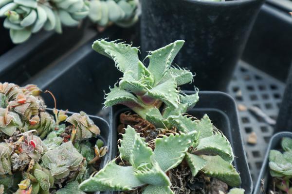 多肉植物四海波怎么养