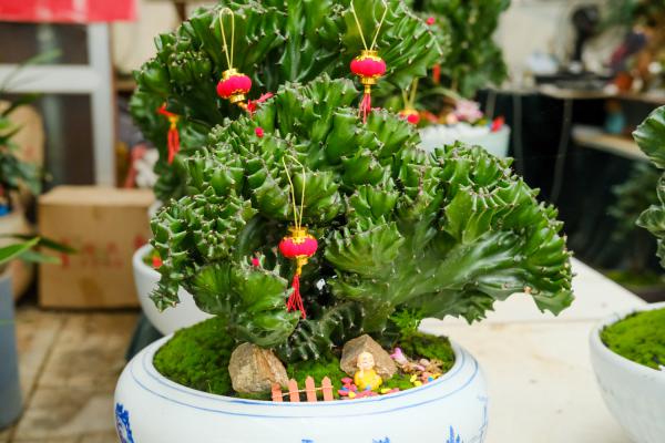 麒麟掌的养殖方法和注意事项