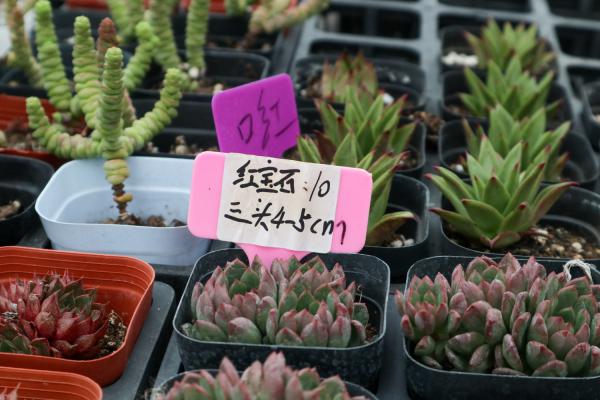 多肉植物红宝石怎么养