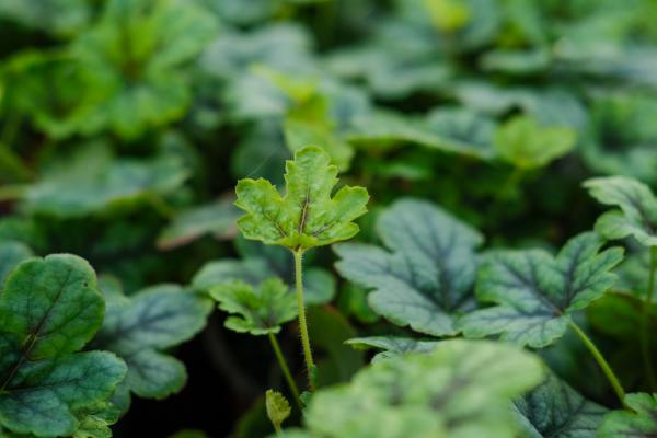 矾根有哪些品种