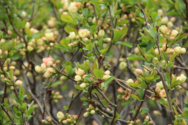 海棠花的养殖方法和注意事项